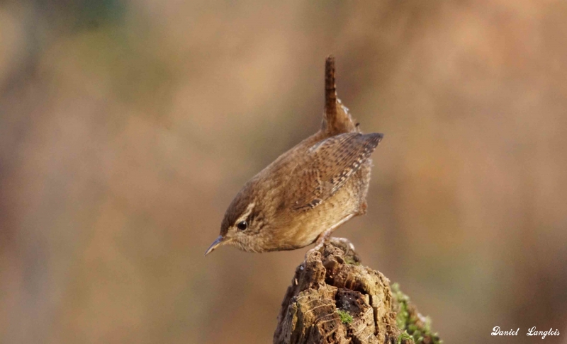 Photo Oiseaux Troglodyte mignon