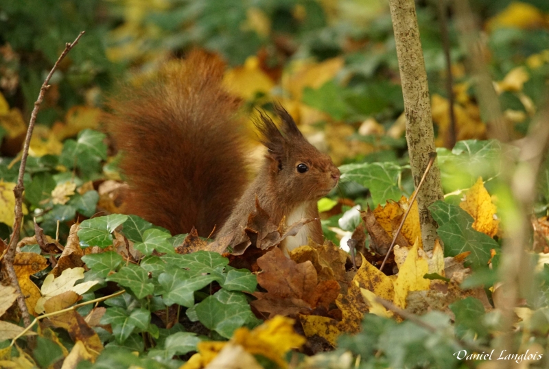 Photo Mammifères écureuil roux