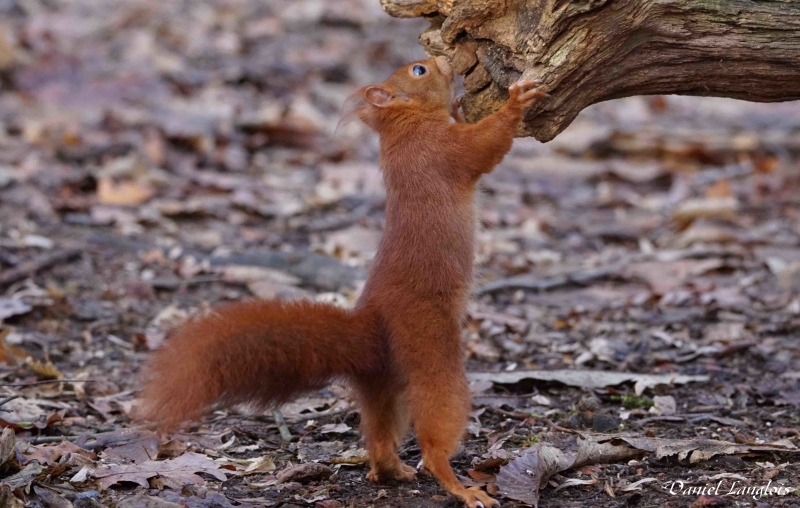 Photo Mammifères Ecureuil roux (Sciurus vulgaris)