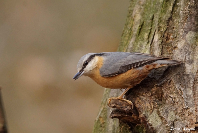 Photo Oiseaux Sittelle torchepot