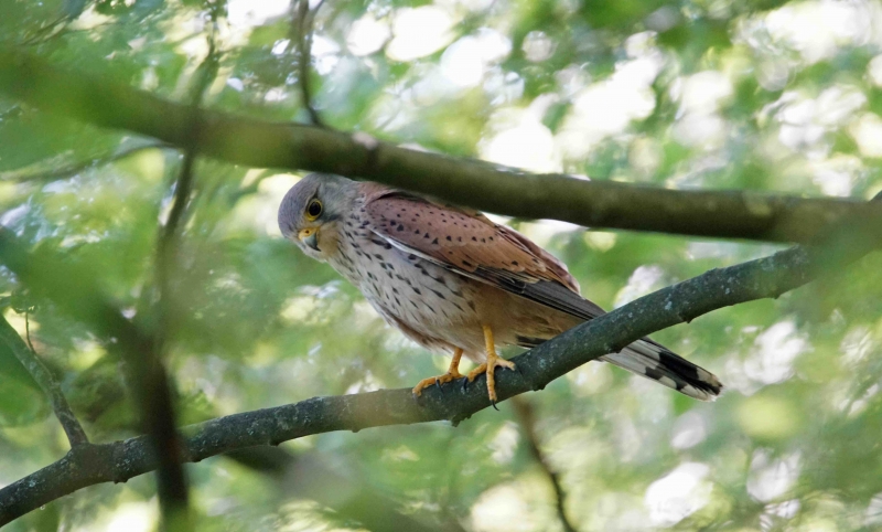 Photo Oiseaux Faucon crécerelle (Falco tinnunculus)