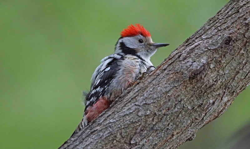 Photo Oiseaux Pic mar