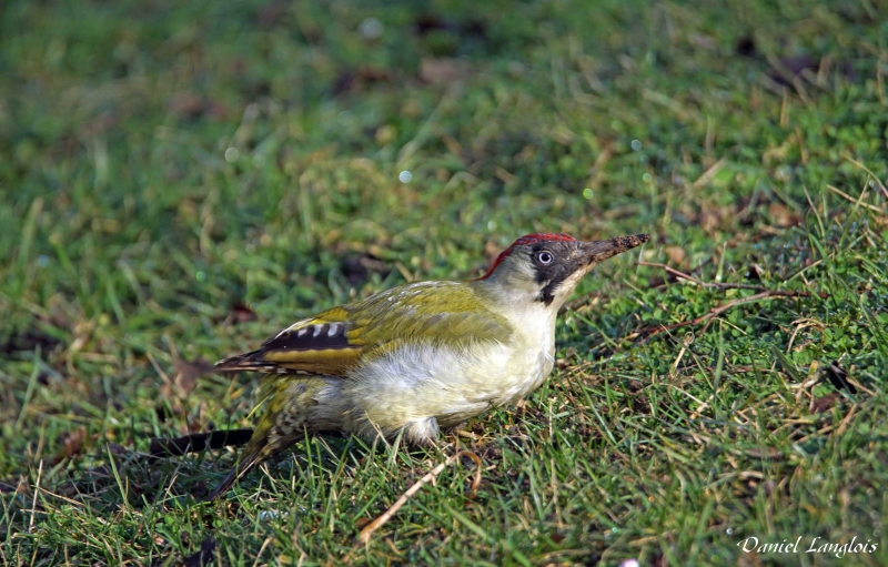 Photo Oiseaux Pic vert (Picus viridis)