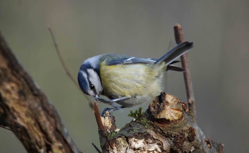 Photo Oiseaux Mésange bleue