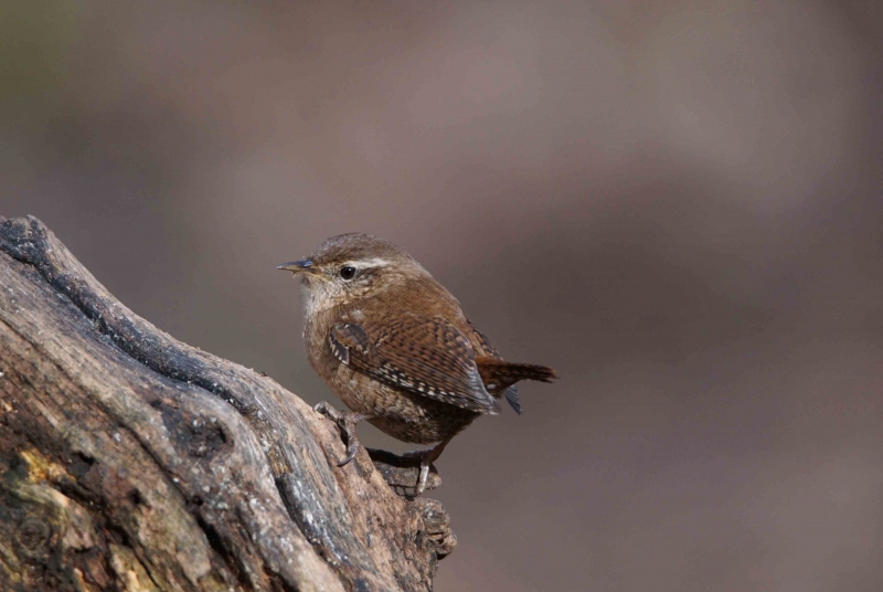 Photo Oiseaux Troglodyte mignon