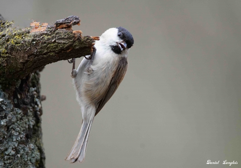 Photo Oiseaux Mésange nonnette (Poecile palustris)