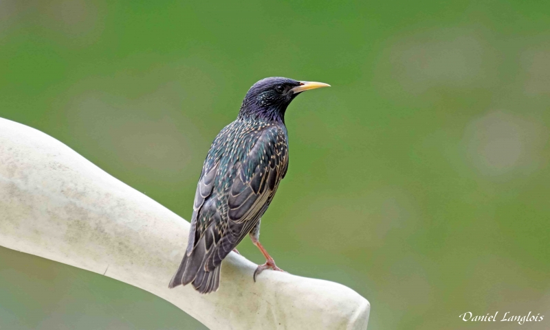 Photo Oiseaux Etourneau sansonnet (Sturnus vulgaris)