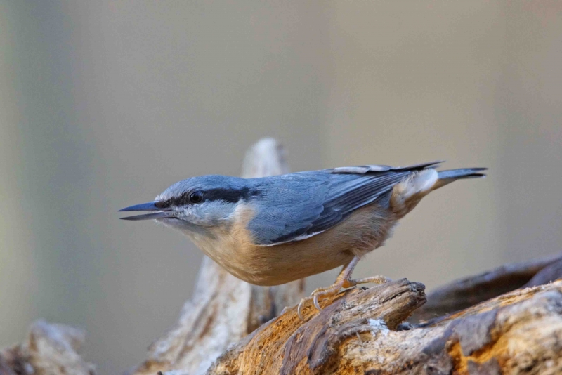 Photo Oiseaux Sittelle torchepot (Sitta europaea)