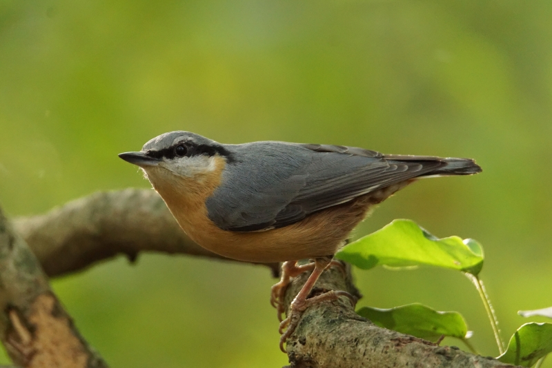 Photo Oiseaux Sittelle torchepot