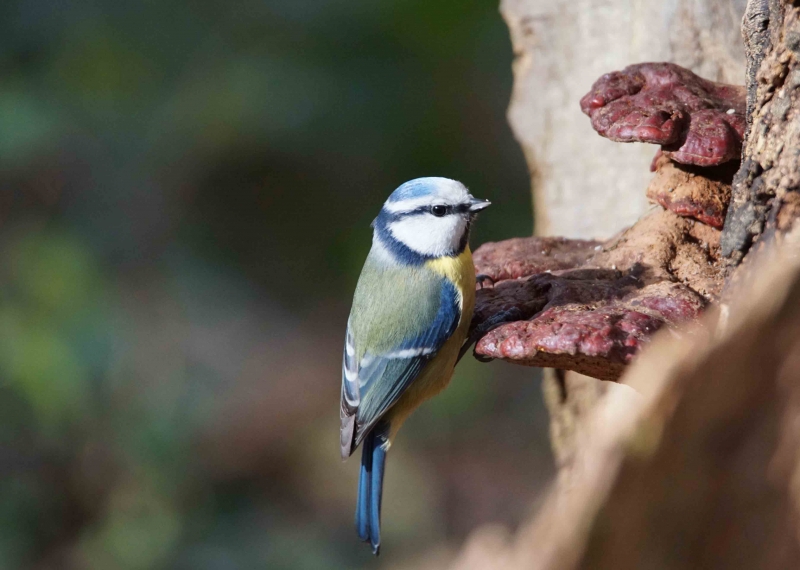 Photo Oiseaux Mésange bleue