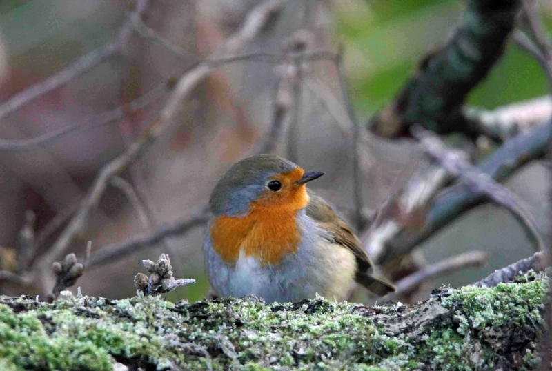 Photo Oiseaux Rouge gorge familier