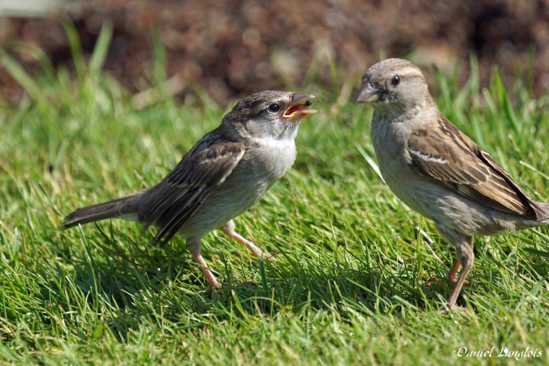 Photo Oiseaux Moineau domestique (Passer domesticus)