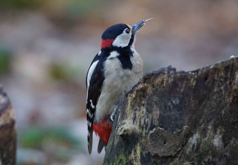 Photo Oiseaux Pic épeiche