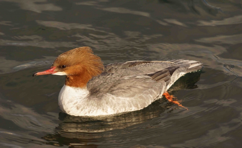 Photo Oiseaux Harle bièvre