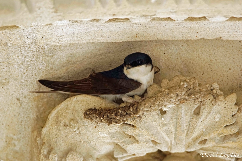 Photo Oiseaux hirondelle de fenêtre