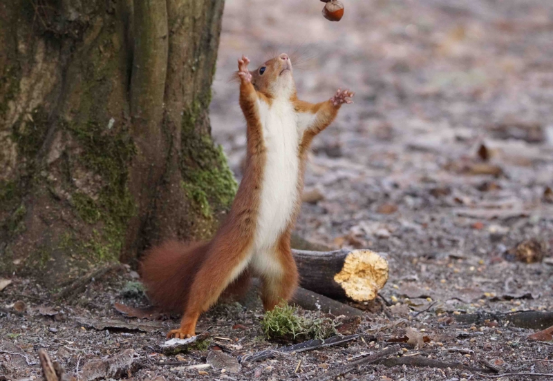 Photo Mammifères Ecureuil roux (Sciurus vulgaris)