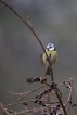 Oiseaux Mésange bleue (Cyanistes caeruleus)