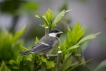 Oiseaux Parus Major