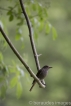 Oiseaux Rougequeue noir