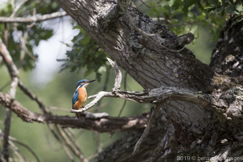 Photo Oiseaux Martin-pêcheur d'Europe (Alcedo atthis)