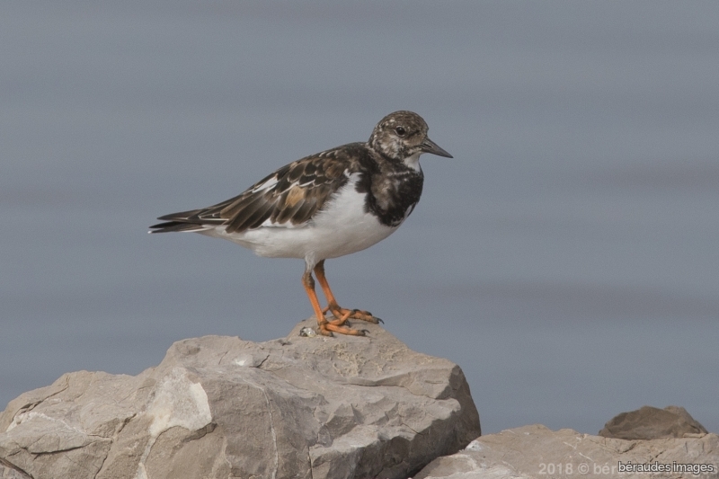 Photo Oiseaux Tournepierre à collier (Arenaia interpres)