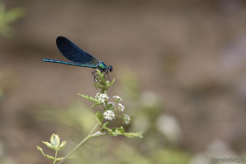 Photo Insectes Caloptéryx éclatant (Calopteryx splendens)