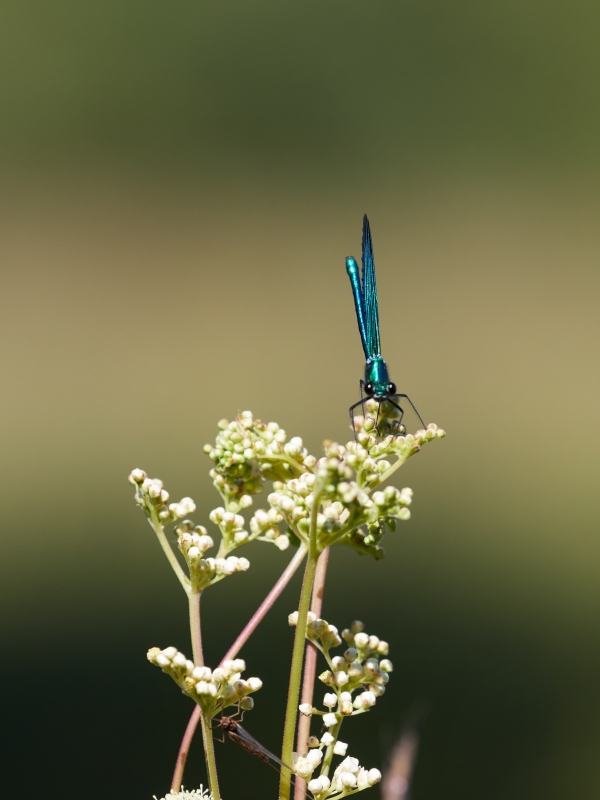 Photo Insectes