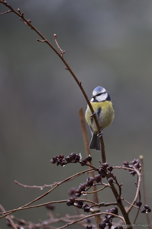 Photo Oiseaux Mésange bleue (Cyanistes caeruleus)