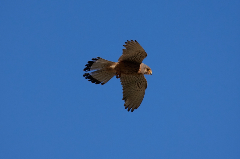 Photo Oiseaux Faucon crécerelle (Falco tinnunculus)