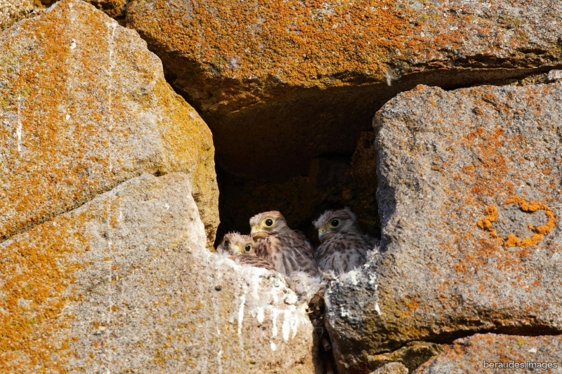 Photo Oiseaux Faucon crécerelle (Falco tinnunculus)