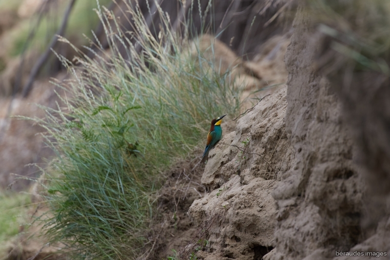 Photo Oiseaux guepier d'europe