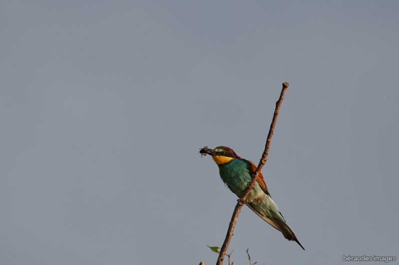 Photo Oiseaux guepier d'europe