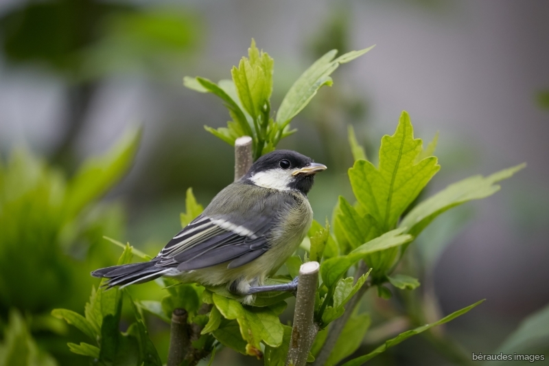 Photo Oiseaux Parus Major