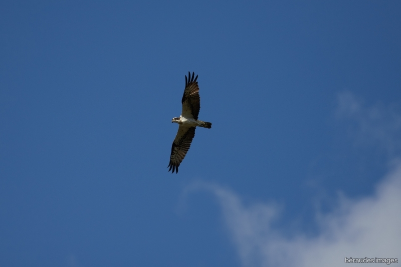 Photo Oiseaux Balbuzard pêcheur (Pandion haliaetus)