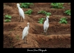 Oiseaux heron garde boeuf