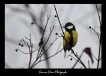 Oiseaux Mésange charbonnière