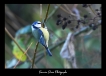 Oiseaux Mésange bleue