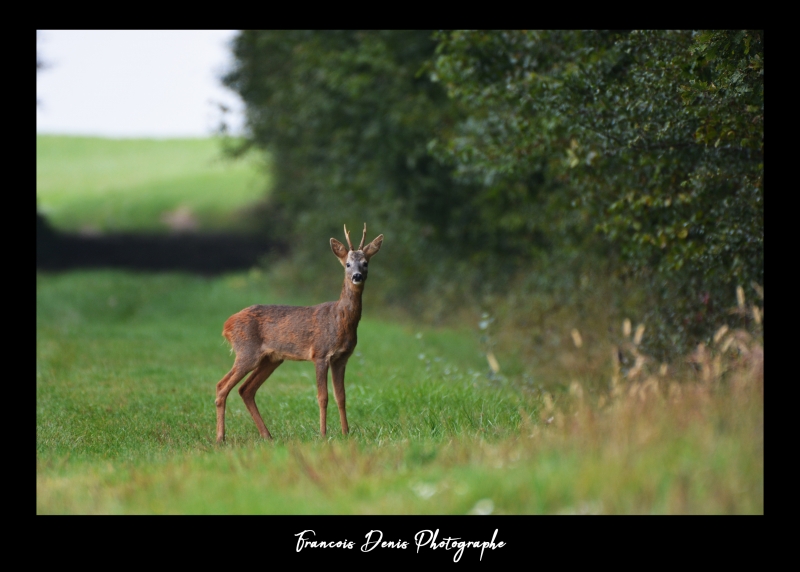 Photo Mammifères Chevreuil (Brocard)