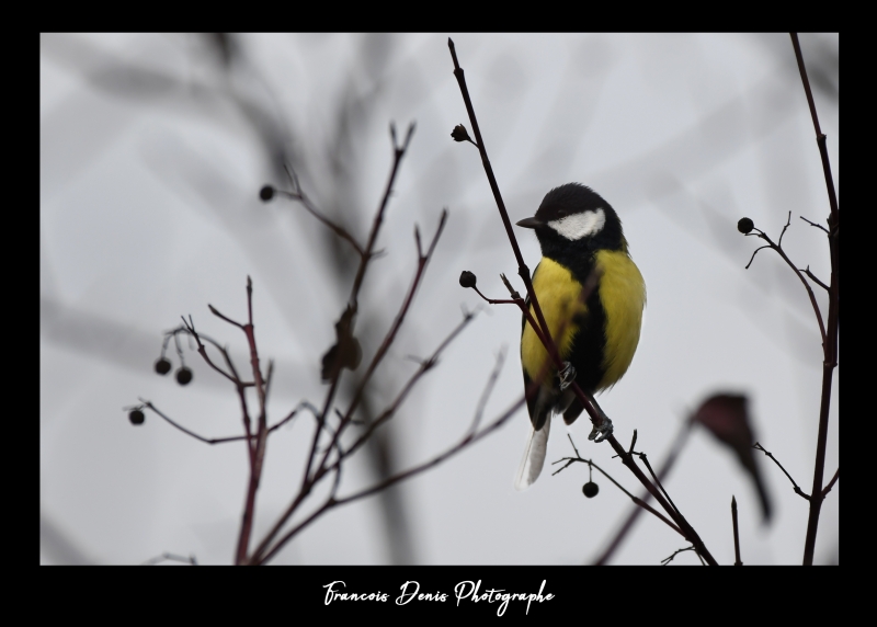 Photo Oiseaux Mésange charbonnière