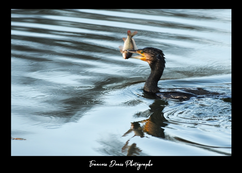 Photo Oiseaux cormoran