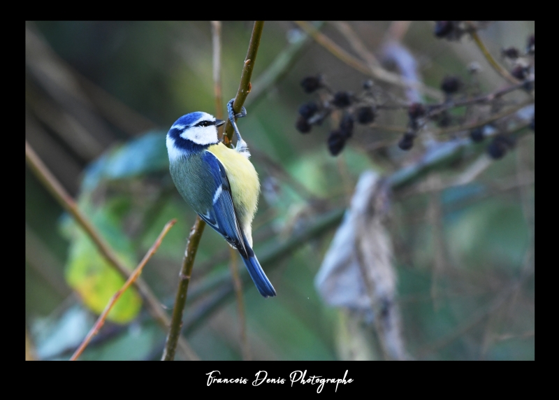 Photo Oiseaux Mésange bleue