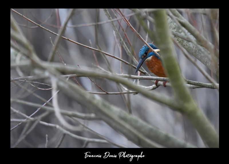 Photo Oiseaux Martin-pêcheur