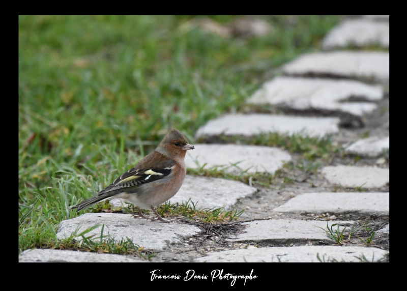 Photo Oiseaux Pinson des arbres