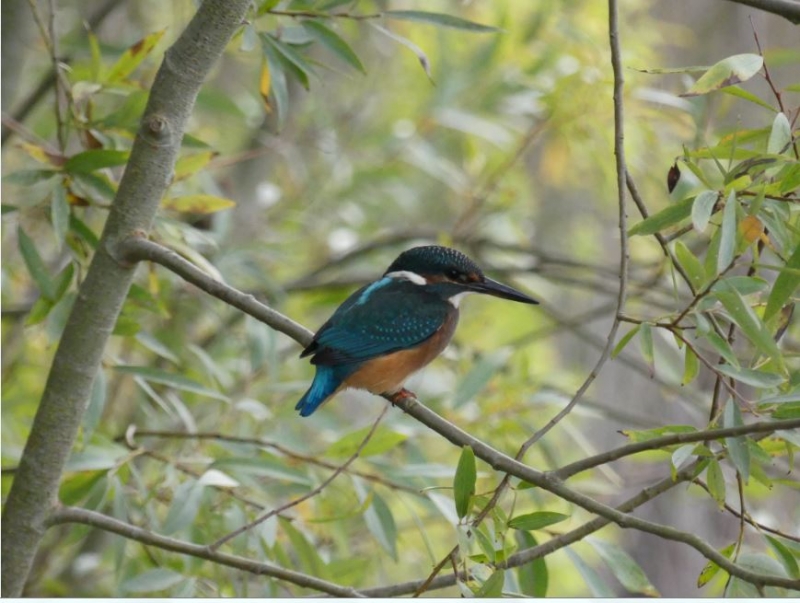 Photo Oiseaux Martin-pêcheur