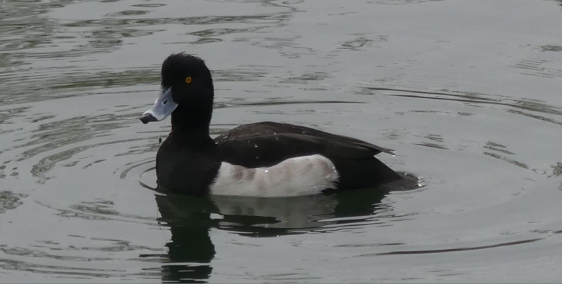 Photo Oiseaux Fuligule morillon