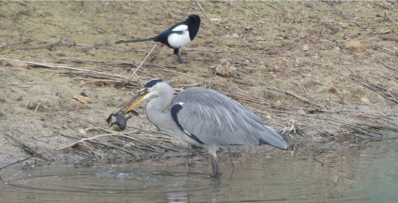 Photo Oiseaux heron cendre en pleins repas