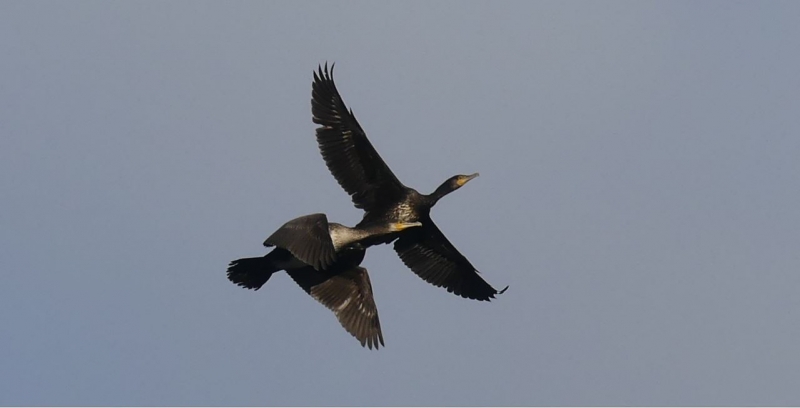 Photo Oiseaux Grand cormoran