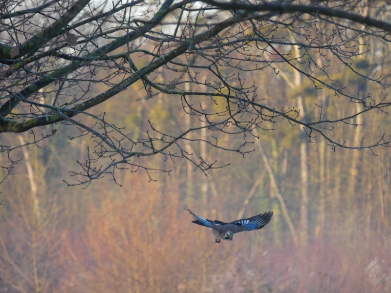 Photo Oiseaux Geai des chênes