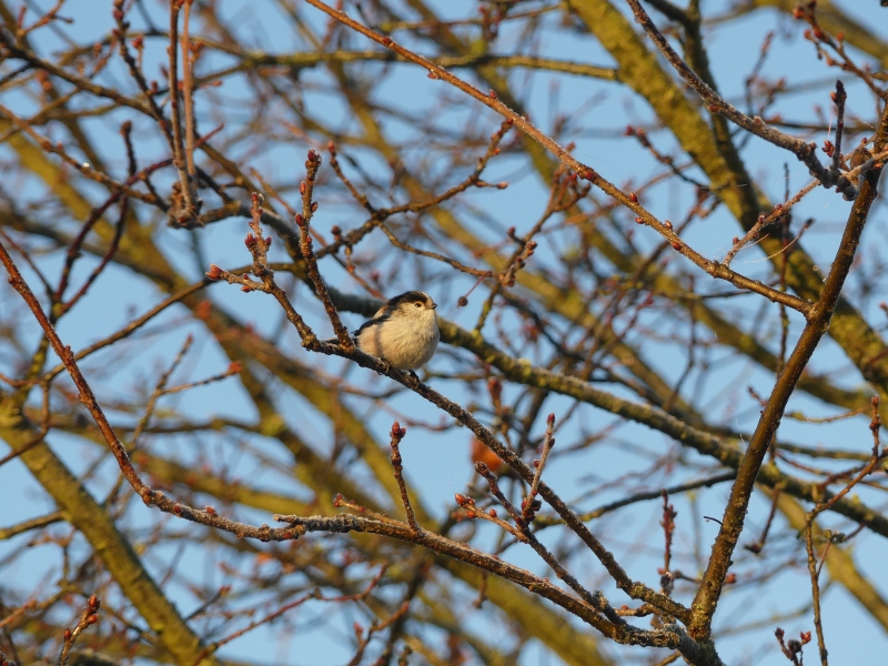 Photo Oiseaux Mésange a longue queue