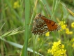 Insectes Papillon Le damier des prés